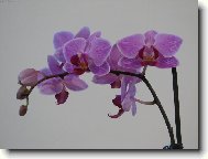 Moje prvn� orchidej