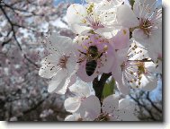 V�ela na jabloni...