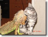 nejlep�� k�mo�i