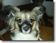 Hol�i�ka Maru�ka