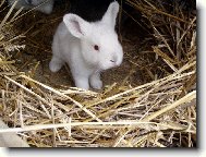 Kr�li�� miminko