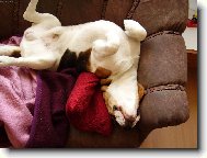 ned�ln� siesta