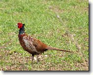 Zb��ov - kv�ten 2005