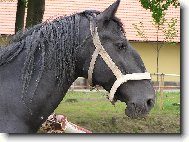 �ern� kladrubsk� klisna