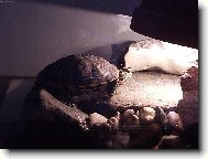 �elva n�dhern�