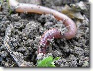 Na denn�m sv�tle