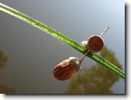 Nad vodn� hladinou