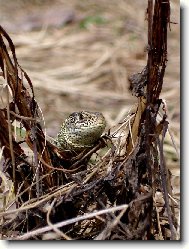 Ze �ivota je�t�rky