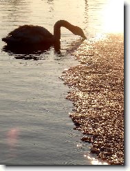 �ivot tepl� i studen�