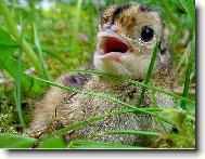 Ba�ant�k- junior