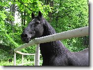 h�eb��n Slati�any