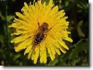 v�ela na pampeli�ce