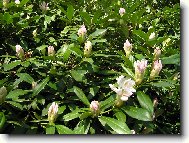 Rododendron - sam� pop�