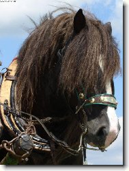 portr�t "chla�ase"