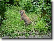 B�ra a la svi�� :)