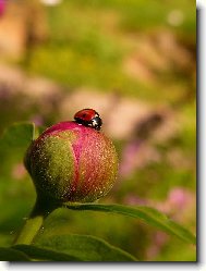 Beru�ka na pivo�ce