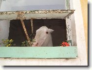 Dom�c� mil��ek