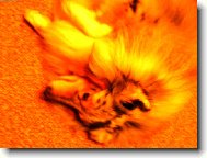 �eltie