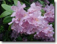 rann� rosa