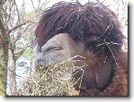 ja sem ale chlupa� co...