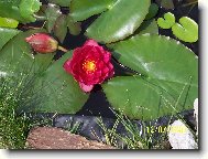 vodn� rostlina
