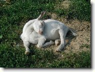 kozl�k m� krutou polohu