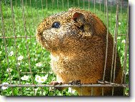 Kubicek jako kr�l...:-)