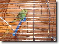 M�j b�val� papou�ek:(