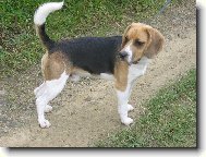 proch�zka