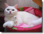 �ofinka