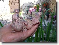 Ml�d� �ty�hlav�ho draka