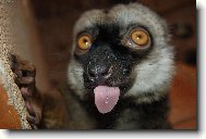 Lemurek s jaz��kem