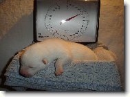 V�en�