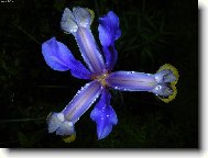 Modr� hv�zdi�ka za rosy