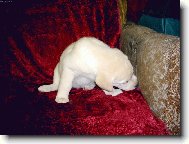 �uch�m,�uch�m �lov��inu...