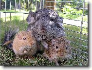 �in�ila a p�skomilov�