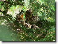 Mate�sk� l�ska