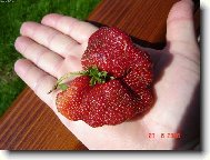 K��dlatka jahodov�