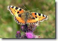 Babo�ka kop�ivov�