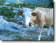 �ernohorsk� kr�va