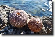 je�ci na ostrov� Cres v Chorvatsku