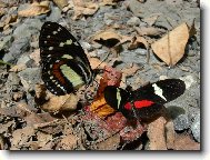 Setk�n� mot�l�