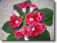 Sametov� r��ov� pot�en�