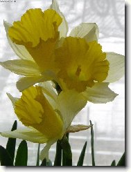 dekorace o velikonoc�ch