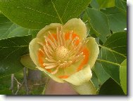 Nezn�m� kv�tina