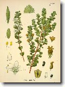 Z�pa�nice B�ezov�