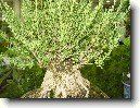 Buxus harlandii, buxus microphylla sinica, Zimostr�z