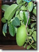 Stefanotis, v�ncovec kv�tnat�