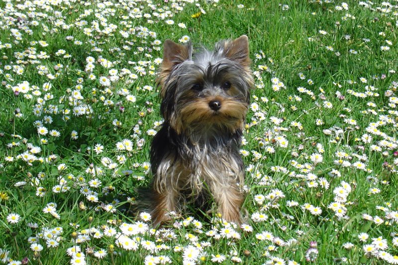 Foto: Daisy v sedmikr�sk�ch