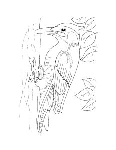 Omalov�nky k vytisknut�